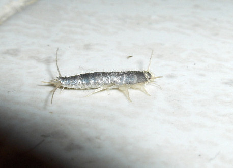 Ctenolepisma longicaudata (House Silverfish). This page is part of www.MaltaWildPlants.com website by Stephen Mifsud, Malta