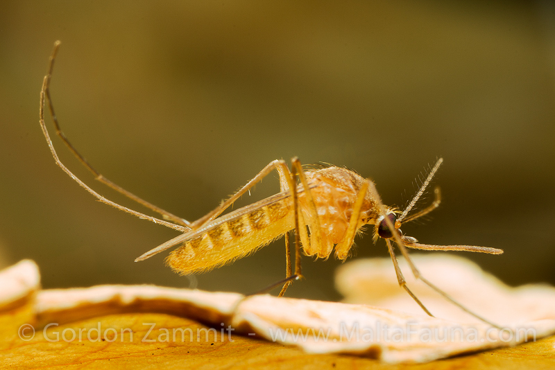 Culex pipiens (Common House Mosquito). This page is part of www.MaltaWildPlants.com website by Stephen Mifsud, Malta