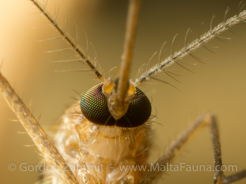 Culex pipiens (Common House Mosquito). This page is part of www.MaltaWildPlants.com website by Stephen Mifsud, Malta