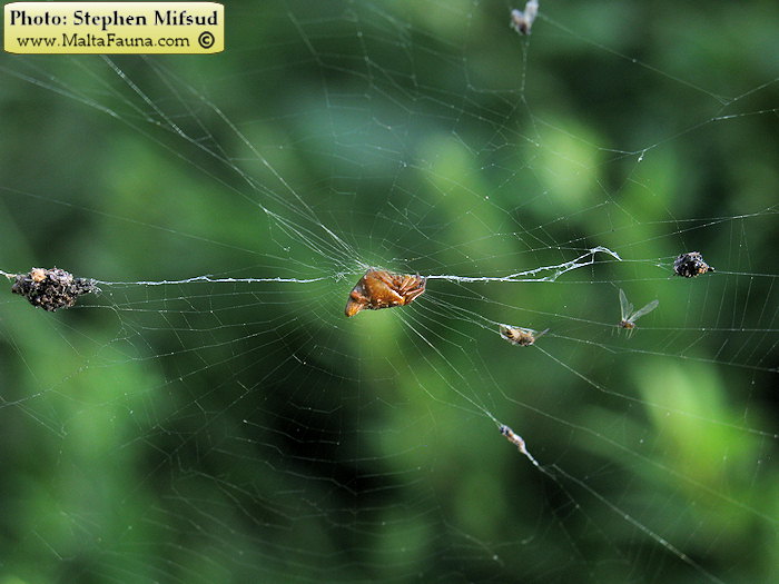 Cyclosa insulana (Island Cyclosa Spider). This page is part of www.MaltaWildPlants.com website by Stephen Mifsud, Malta
