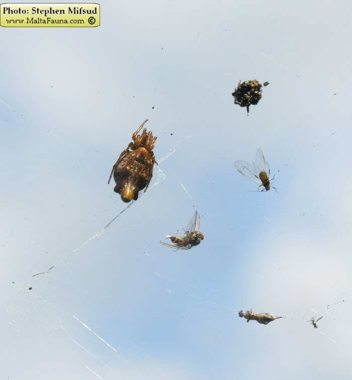 Cyclosa insulana (Island Cyclosa Spider). This page is part of www.MaltaWildPlants.com website by Stephen Mifsud, Malta