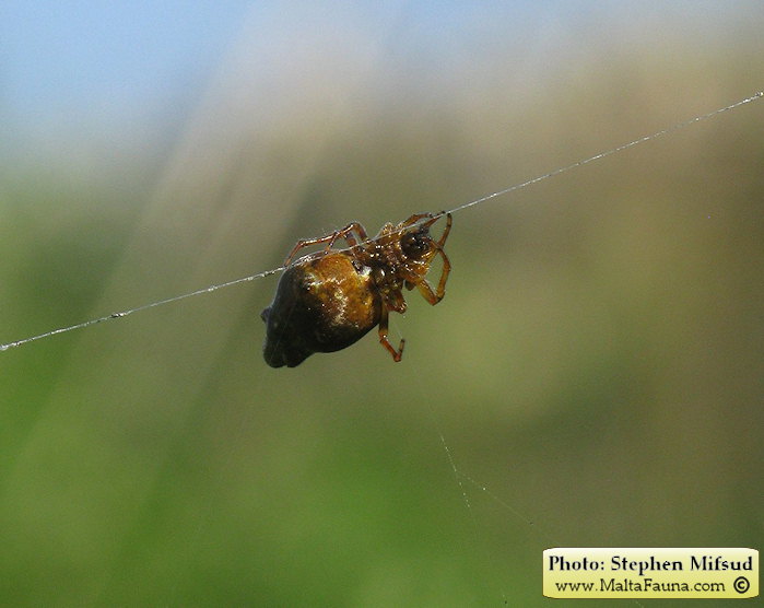 Cyclosa insulana (Island Cyclosa Spider). This page is part of www.MaltaWildPlants.com website by Stephen Mifsud, Malta