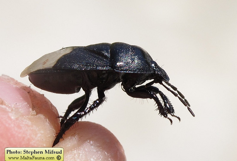 Cydnus aterrimus (). This page is part of www.MaltaWildPlants.com website by Stephen Mifsud, Malta