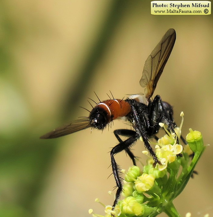 Cylindromyia intermedia (Red-Tailed Tachinid). This page is part of www.MaltaWildPlants.com website by Stephen Mifsud, Malta