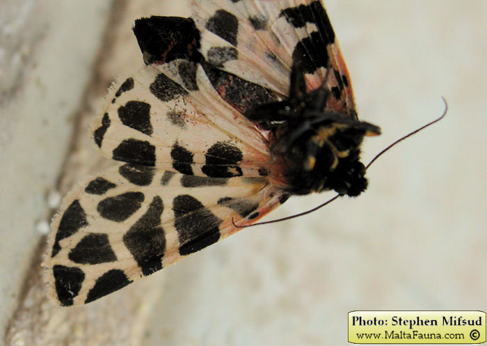 Cymbalophora pudica (Mediterranean Tiger Moth). This page is part of www.MaltaWildPlants.com website by Stephen Mifsud, Malta