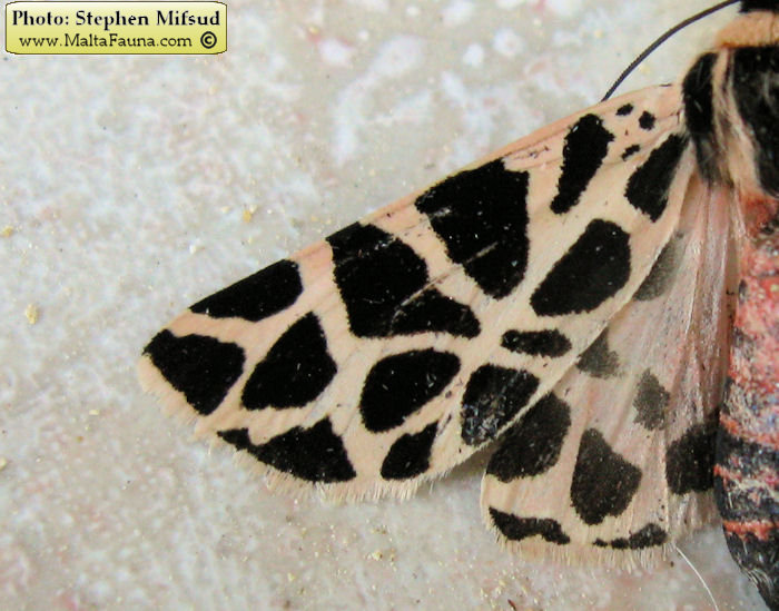 Cymbalophora pudica (Mediterranean Tiger Moth). This page is part of www.MaltaWildPlants.com website by Stephen Mifsud, Malta