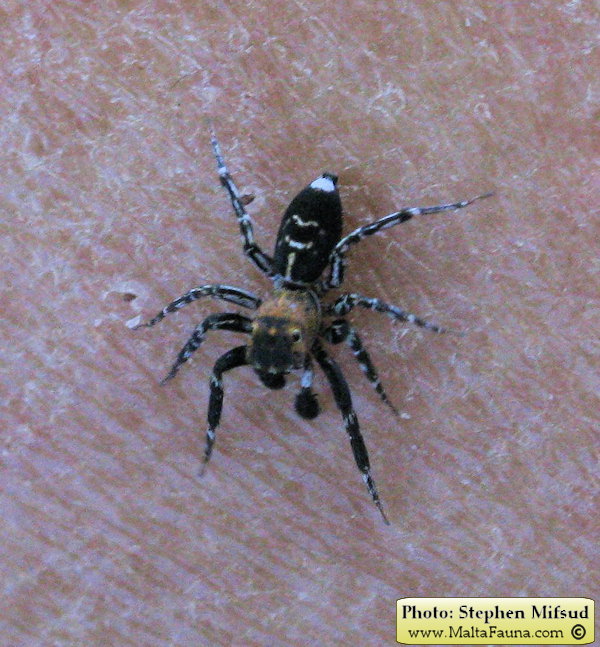Cyrba algerina (Algerian Jumping Spider). This page is part of www.MaltaWildPlants.com website by Stephen Mifsud, Malta