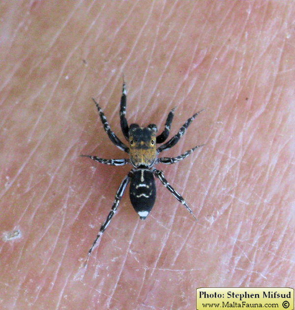 Cyrba algerina (Algerian Jumping Spider). This page is part of www.MaltaWildPlants.com website by Stephen Mifsud, Malta