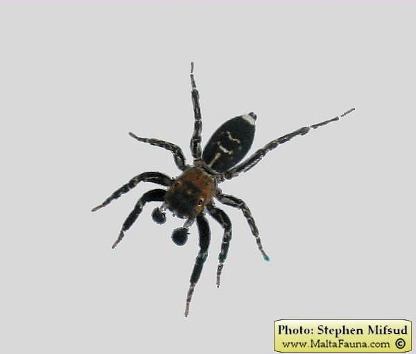 Cyrba algerina (Algerian Jumping Spider). This page is part of www.MaltaWildPlants.com website by Stephen Mifsud, Malta