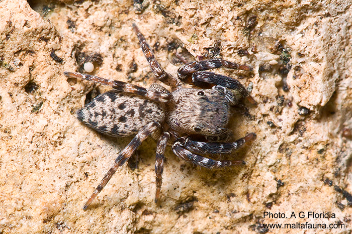 Cyrba algerina (Algerian Jumping Spider). This page is part of www.MaltaWildPlants.com website by Stephen Mifsud, Malta