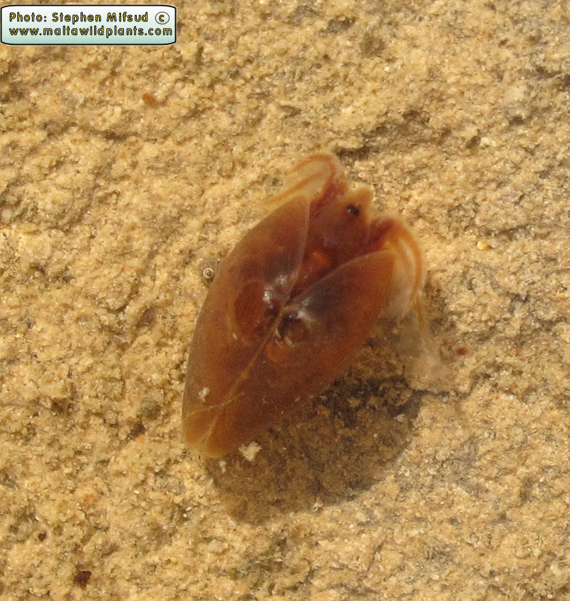 Cyzicus tetracerus (Clam Shrimp). This page is part of www.MaltaWildPlants.com website by Stephen Mifsud, Malta