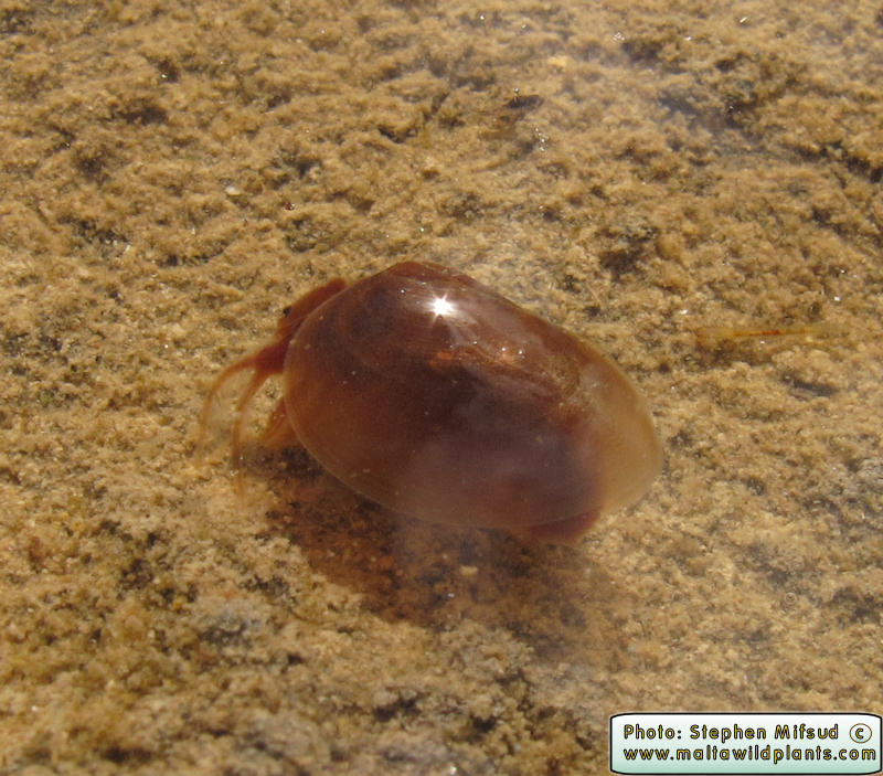 Cyzicus tetracerus (Clam Shrimp). This page is part of www.MaltaWildPlants.com website by Stephen Mifsud, Malta