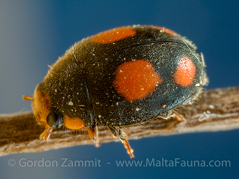 Diomus notescens (English name not known). This page is part of www.MaltaWildPlants.com website by Stephen Mifsud, Malta