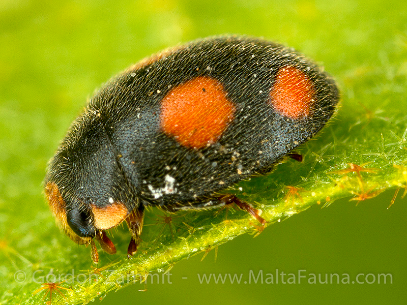 Diomus notescens (English name not known). This page is part of www.MaltaWildPlants.com website by Stephen Mifsud, Malta