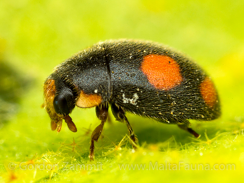 Diomus notescens (English name not known). This page is part of www.MaltaWildPlants.com website by Stephen Mifsud, Malta
