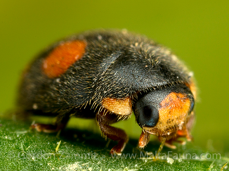 Diomus notescens (English name not known). This page is part of www.MaltaWildPlants.com website by Stephen Mifsud, Malta