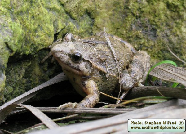Discoglossus pictus (Painted Frog). This page is part of www.MaltaWildPlants.com website by Stephen Mifsud, Malta