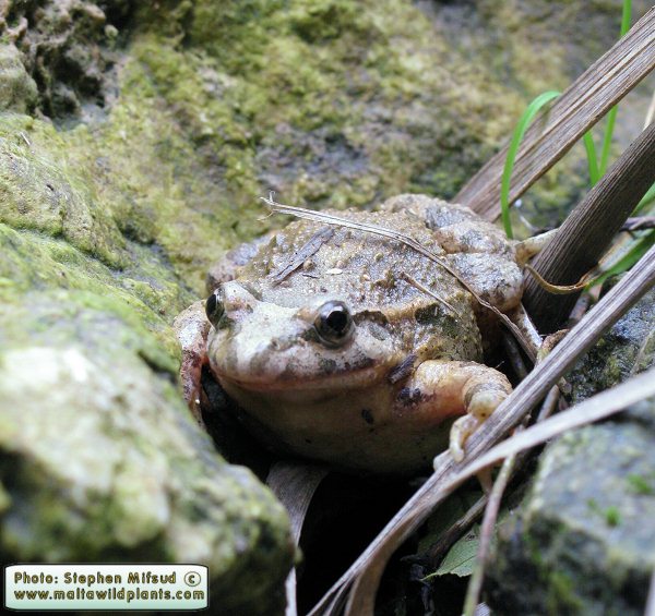 Discoglossus pictus (Painted Frog). This page is part of www.MaltaWildPlants.com website by Stephen Mifsud, Malta