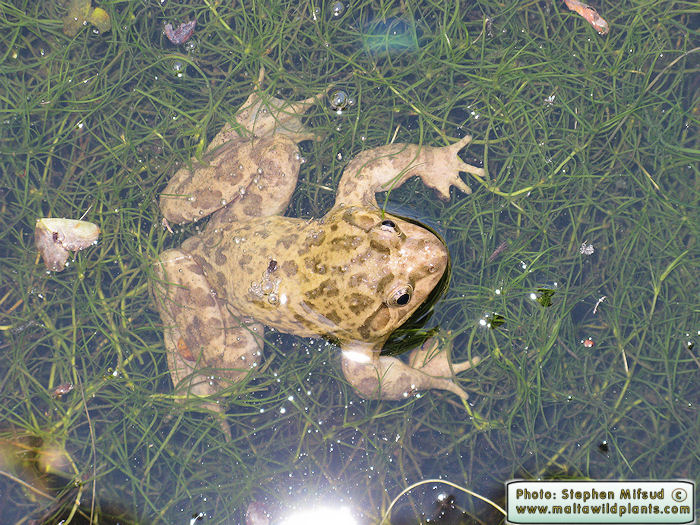 Discoglossus pictus (Painted Frog). This page is part of www.MaltaWildPlants.com website by Stephen Mifsud, Malta