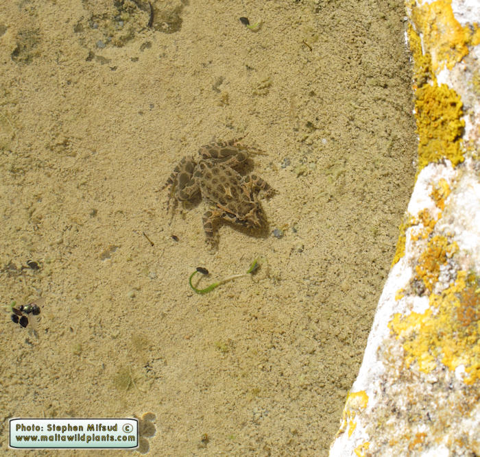 Discoglossus pictus (Painted Frog). This page is part of www.MaltaWildPlants.com website by Stephen Mifsud, Malta