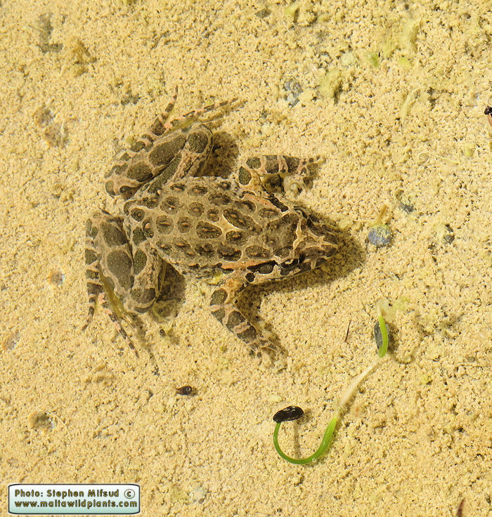 Discoglossus pictus (Painted Frog). This page is part of www.MaltaWildPlants.com website by Stephen Mifsud, Malta