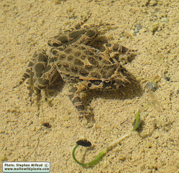 Discoglossus pictus (Painted Frog). This page is part of www.MaltaWildPlants.com website by Stephen Mifsud, Malta