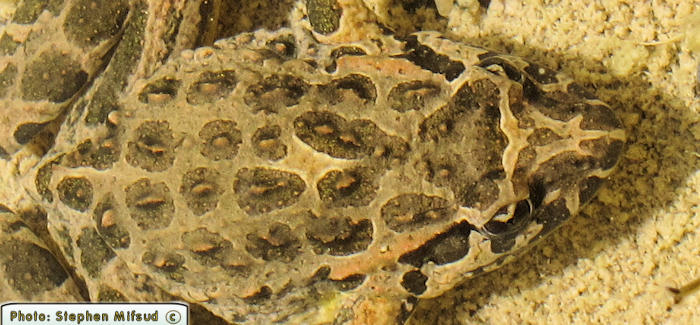 Discoglossus pictus (Painted Frog). This page is part of www.MaltaWildPlants.com website by Stephen Mifsud, Malta