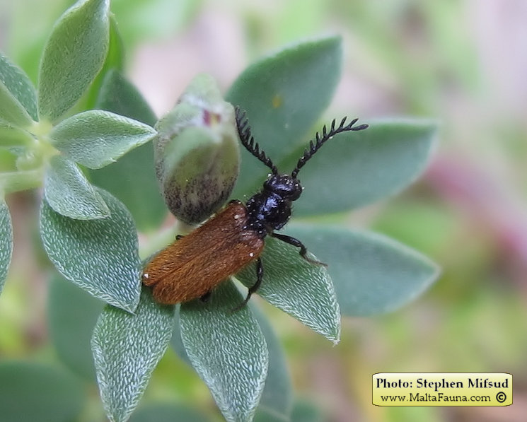 Drilus flavescens (). This page is part of www.MaltaWildPlants.com website by Stephen Mifsud, Malta