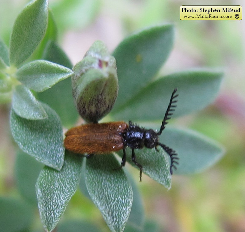 Drilus flavescens (). This page is part of www.MaltaWildPlants.com website by Stephen Mifsud, Malta