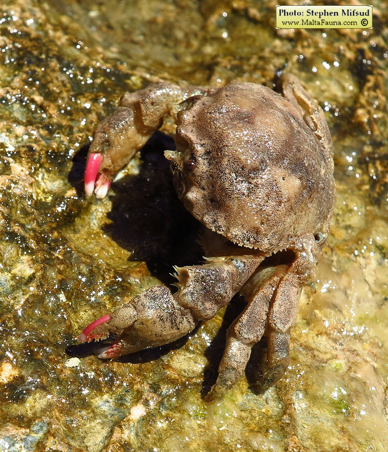 Dromia personata (Sponge Crab). This page is part of www.MaltaWildPlants.com website by Stephen Mifsud, Malta