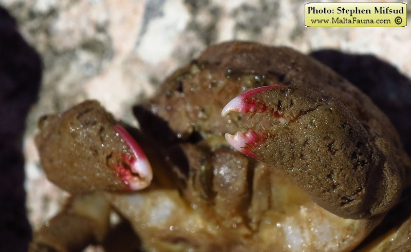 Dromia personata (Sponge Crab). This page is part of www.MaltaWildPlants.com website by Stephen Mifsud, Malta