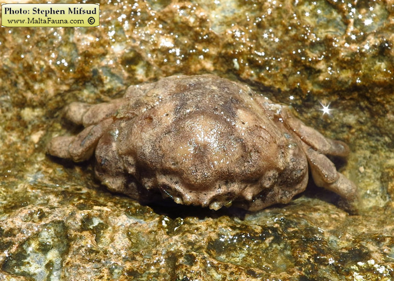 Dromia personata (Sponge Crab). This page is part of www.MaltaWildPlants.com website by Stephen Mifsud, Malta