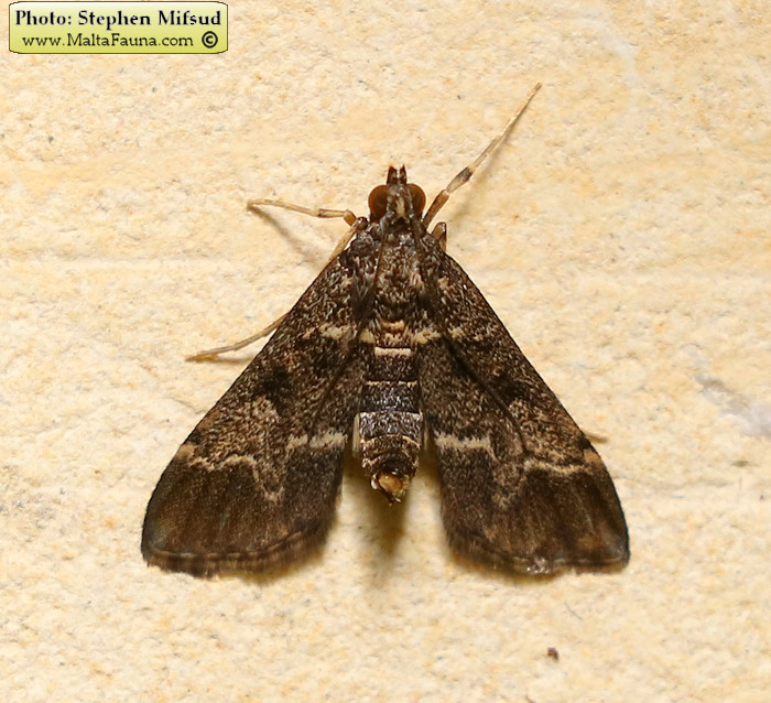 Duponchelia fovealis (European pepper moth). This page is part of www.MaltaWildPlants.com website by Stephen Mifsud, Malta
