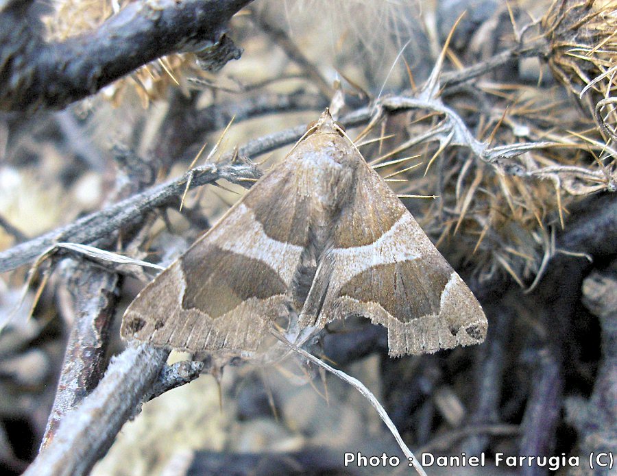 Dysgonia algira (The Passenger). This page is part of www.MaltaWildPlants.com website by Stephen Mifsud, Malta