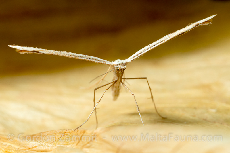 Emmelina monodactyla (Plume Moth). This page is part of www.MaltaWildPlants.com website by Stephen Mifsud, Malta