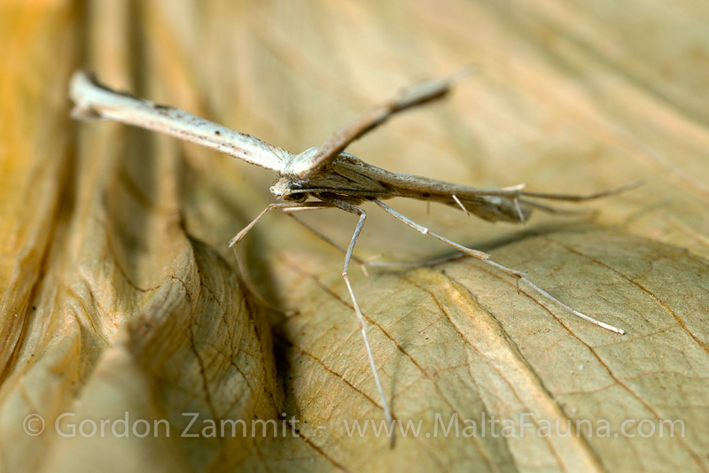 Emmelina monodactyla (Plume Moth). This page is part of www.MaltaWildPlants.com website by Stephen Mifsud, Malta