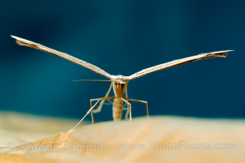 Emmelina monodactyla (Plume Moth). This page is part of www.MaltaWildPlants.com website by Stephen Mifsud, Malta