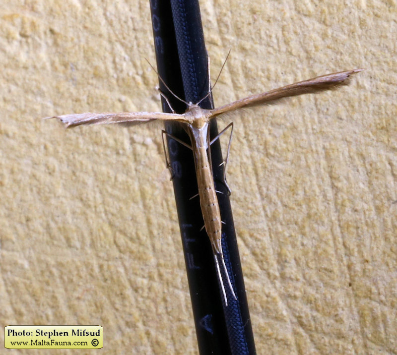 Emmelina monodactyla (Plume Moth). This page is part of www.MaltaWildPlants.com website by Stephen Mifsud, Malta