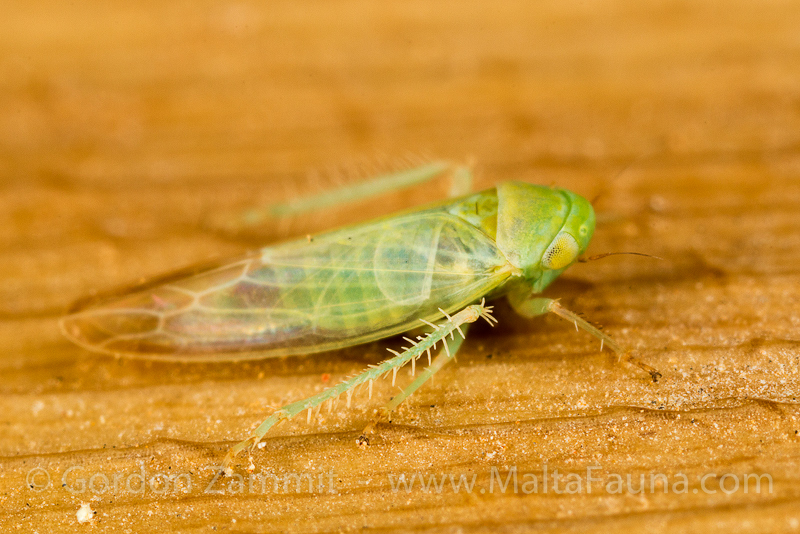 Empoasca decipiens (Potato Leafhopper). This page is part of www.MaltaWildPlants.com website by Stephen Mifsud, Malta