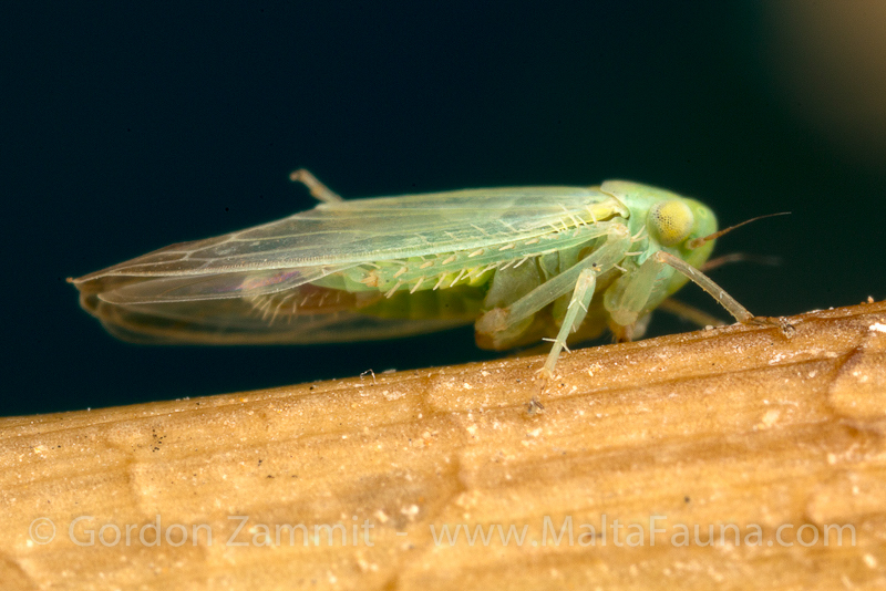 Empoasca decipiens (Potato Leafhopper). This page is part of www.MaltaWildPlants.com website by Stephen Mifsud, Malta