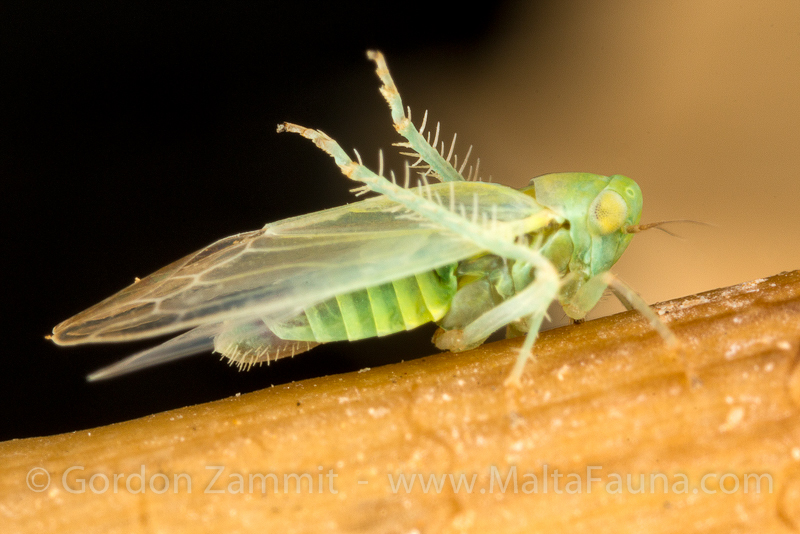 Empoasca decipiens (Potato Leafhopper). This page is part of www.MaltaWildPlants.com website by Stephen Mifsud, Malta