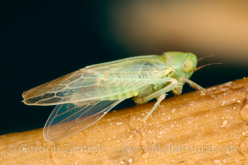 Empoasca decipiens (Potato Leafhopper). This page is part of www.MaltaWildPlants.com website by Stephen Mifsud, Malta