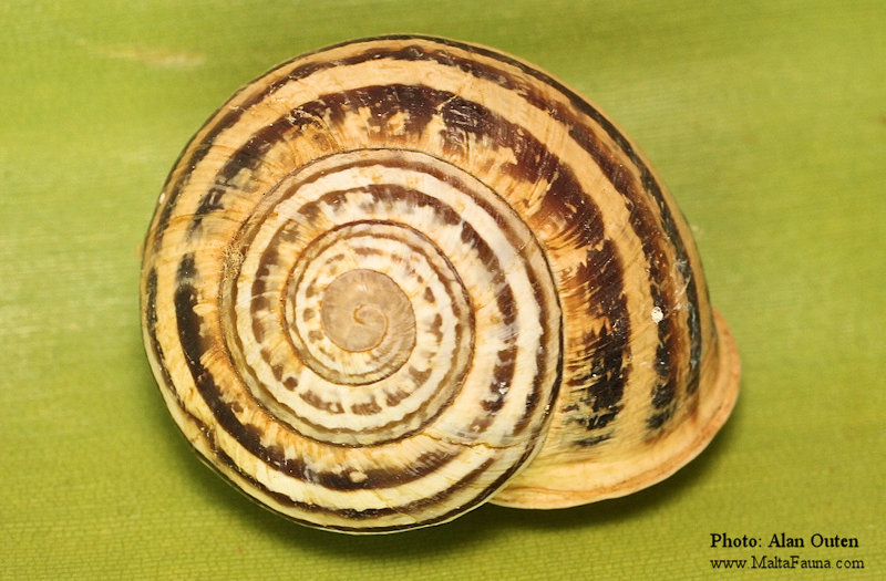 Eobania vermicula (Chocolate band snail). This page is part of www.MaltaWildPlants.com website by Stephen Mifsud, Malta