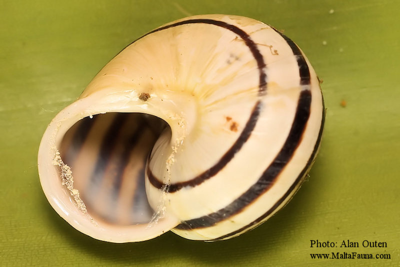 Eobania vermicula (Chocolate band snail). This page is part of www.MaltaWildPlants.com website by Stephen Mifsud, Malta
