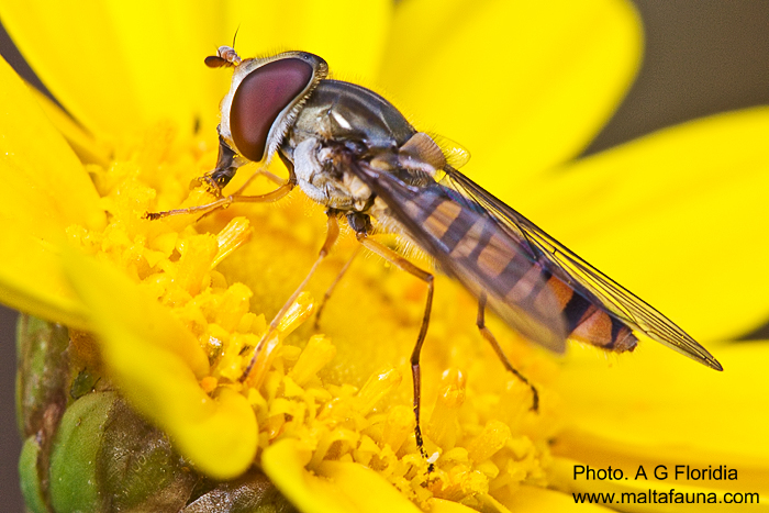 Episyrphus balteatus (Marmalade Hoverfly). This page is part of www.MaltaWildPlants.com website by Stephen Mifsud, Malta