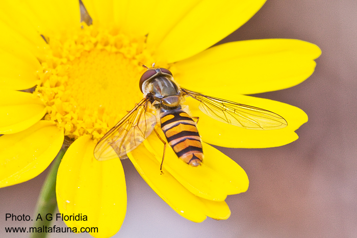 Episyrphus balteatus (Marmalade Hoverfly). This page is part of www.MaltaWildPlants.com website by Stephen Mifsud, Malta