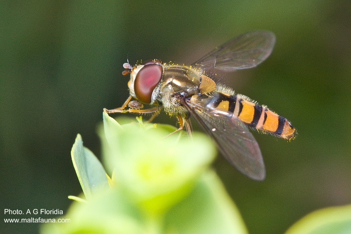 Episyrphus balteatus (Marmalade Hoverfly). This page is part of www.MaltaWildPlants.com website by Stephen Mifsud, Malta