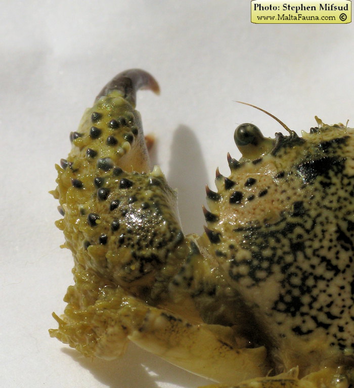 Eriphia verrucosa (Warty Crab). This page is part of www.MaltaWildPlants.com website by Stephen Mifsud, Malta