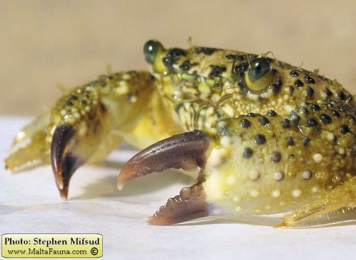 Eriphia verrucosa (Warty Crab). This page is part of www.MaltaWildPlants.com website by Stephen Mifsud, Malta
