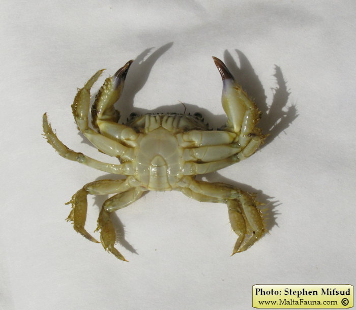 Eriphia verrucosa (Warty Crab). This page is part of www.MaltaWildPlants.com website by Stephen Mifsud, Malta
